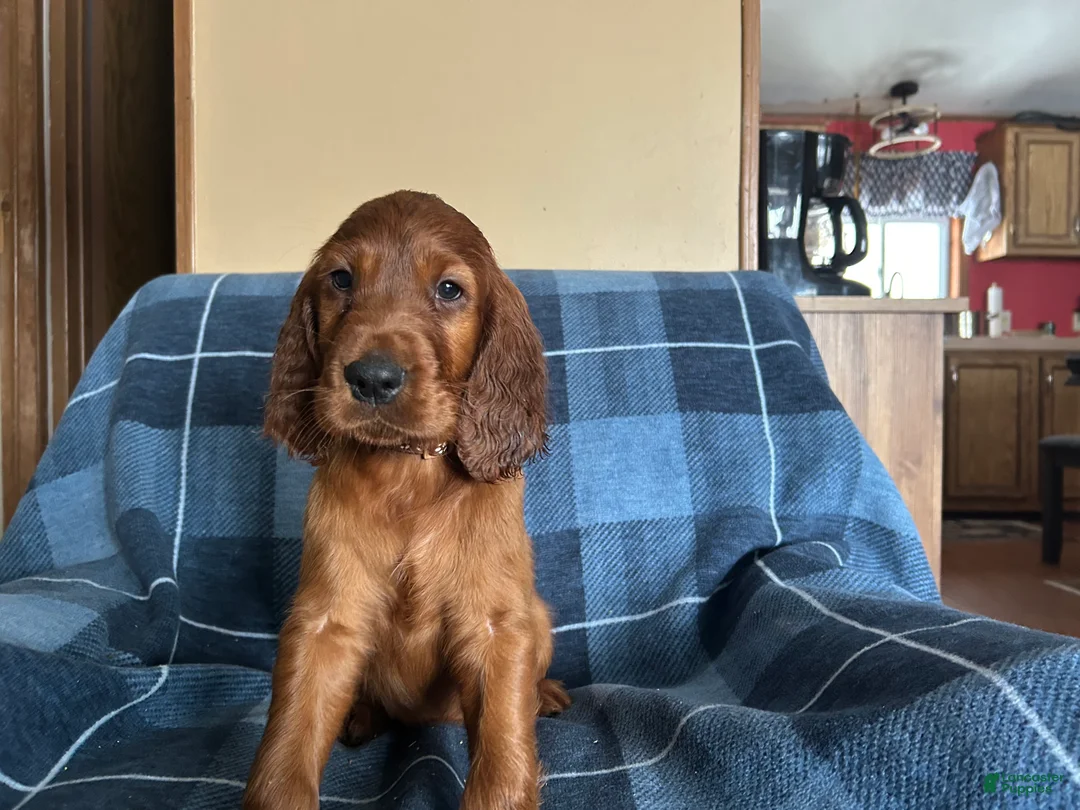 Irish Setter dogs for sale: Irish Setter male brown collar - Ad 3