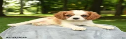 Cavalier King Charles Spaniel dogs for sale: Melanie - Ad 3