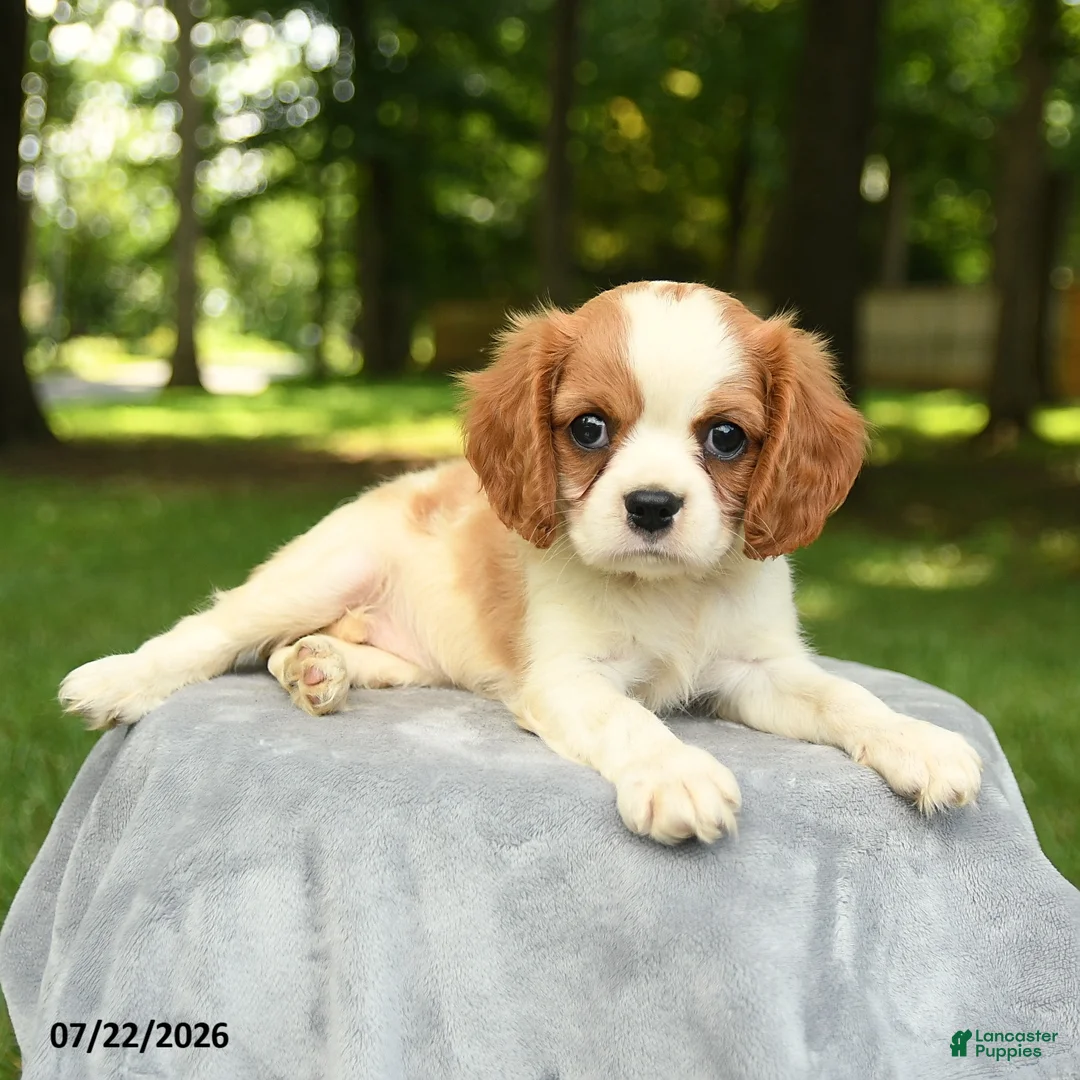 Cavalier King Charles Spaniel dogs for sale: Melanie - Ad 3