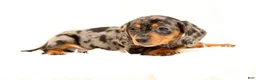 Miniature Dachshund dogs for sale: Indigo - Ad 9