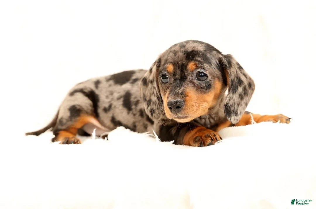 Miniature Dachshund dogs for sale: Indigo - Ad 9