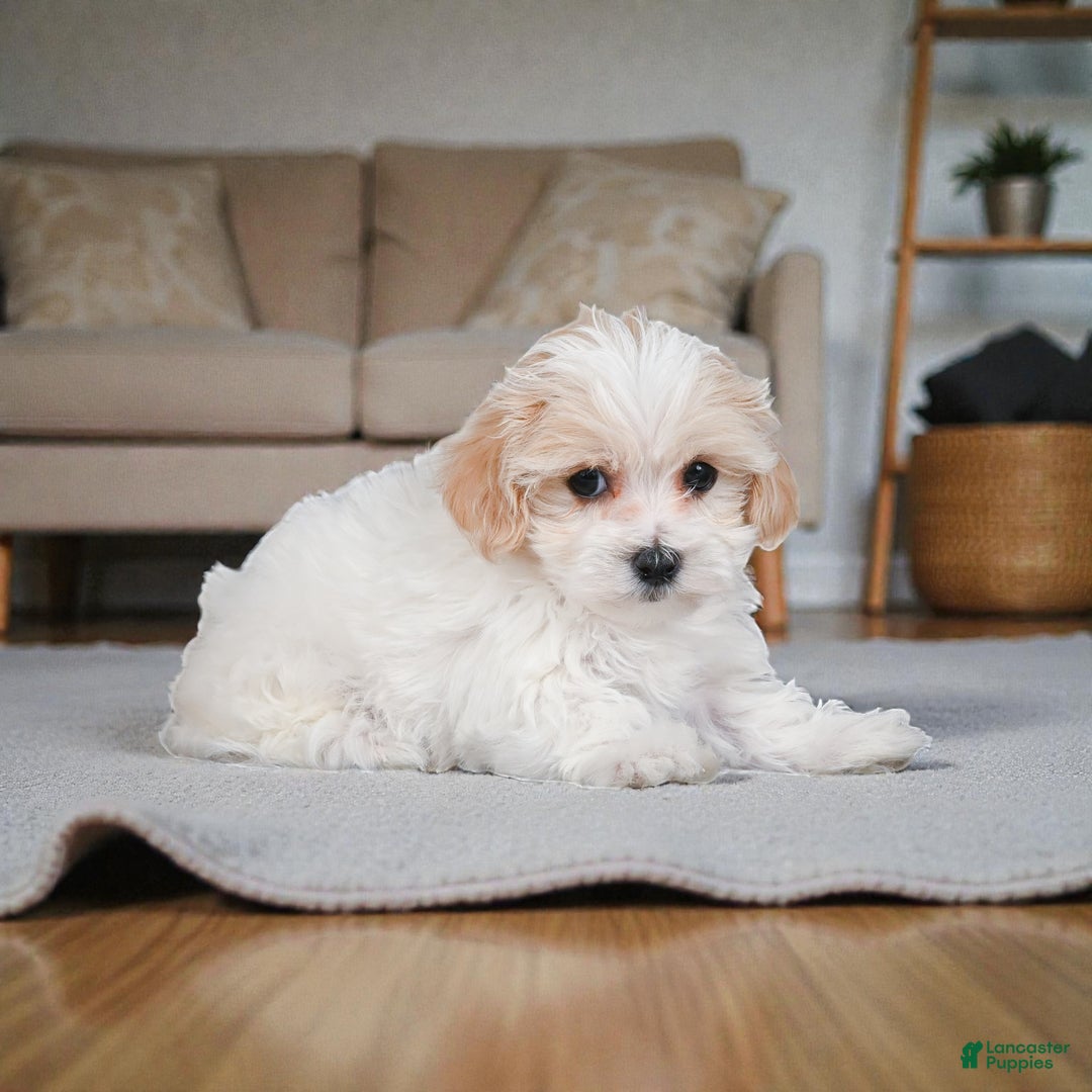Maltipoo dogs for sale: rocky - Ad 6