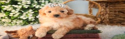 Miniature Poodle dogs for sale: Hailey - Ad 9