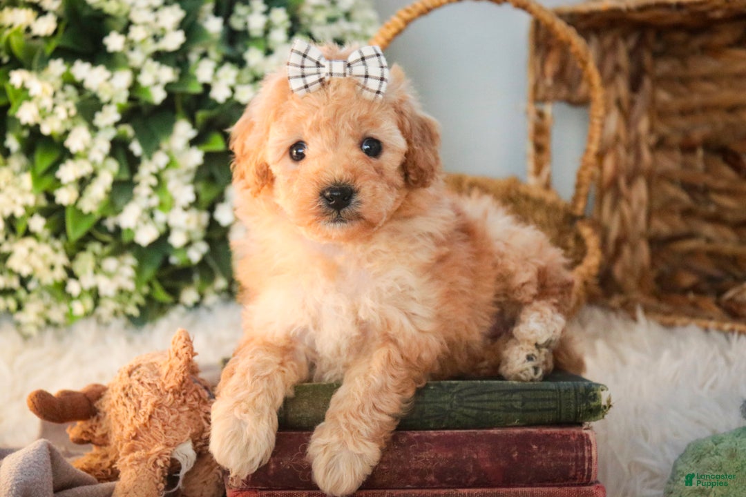 Miniature Poodle dogs for sale: Hailey - Ad 9