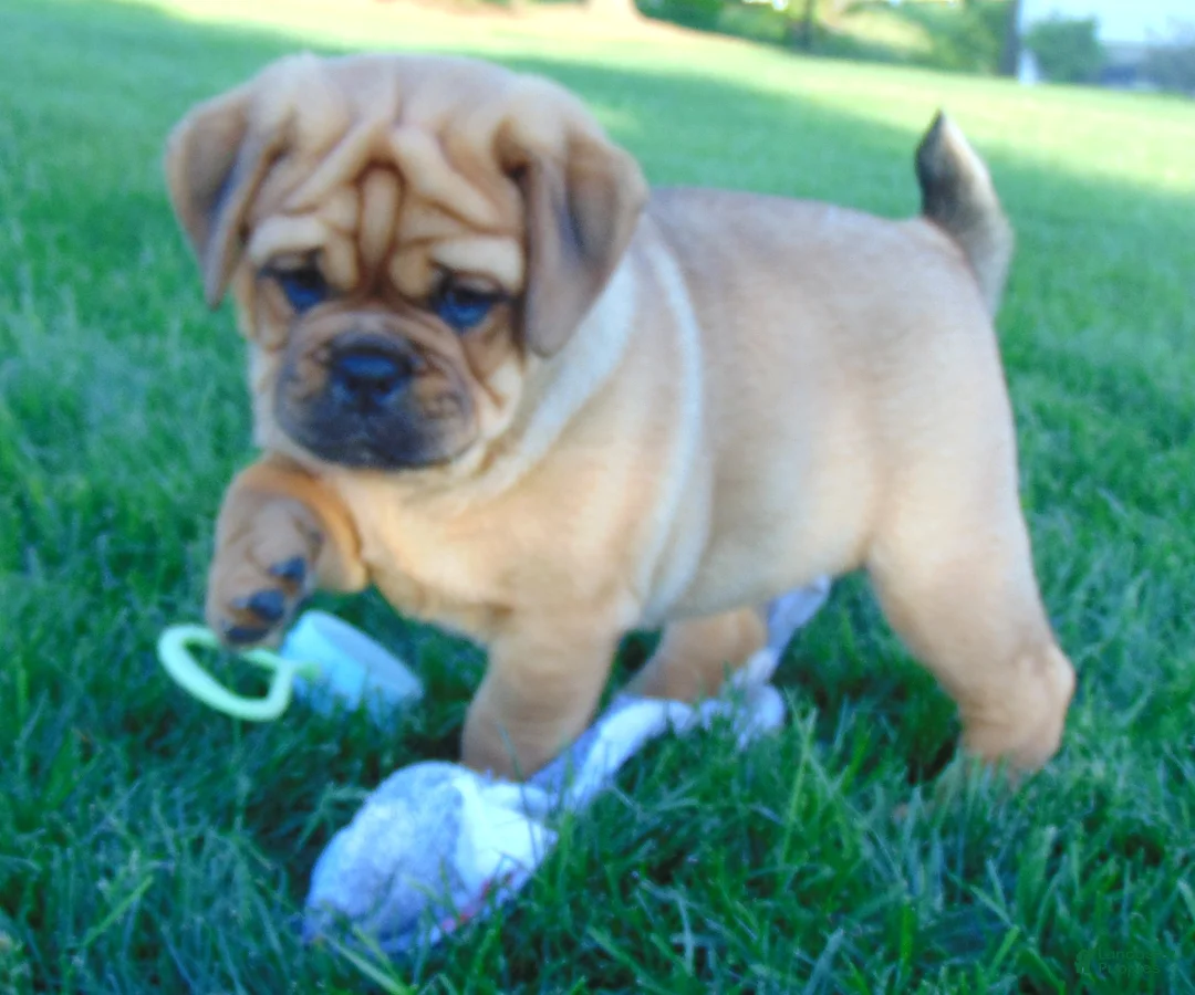 Mixed Breed dogs for sale: Ike - Ad 2
