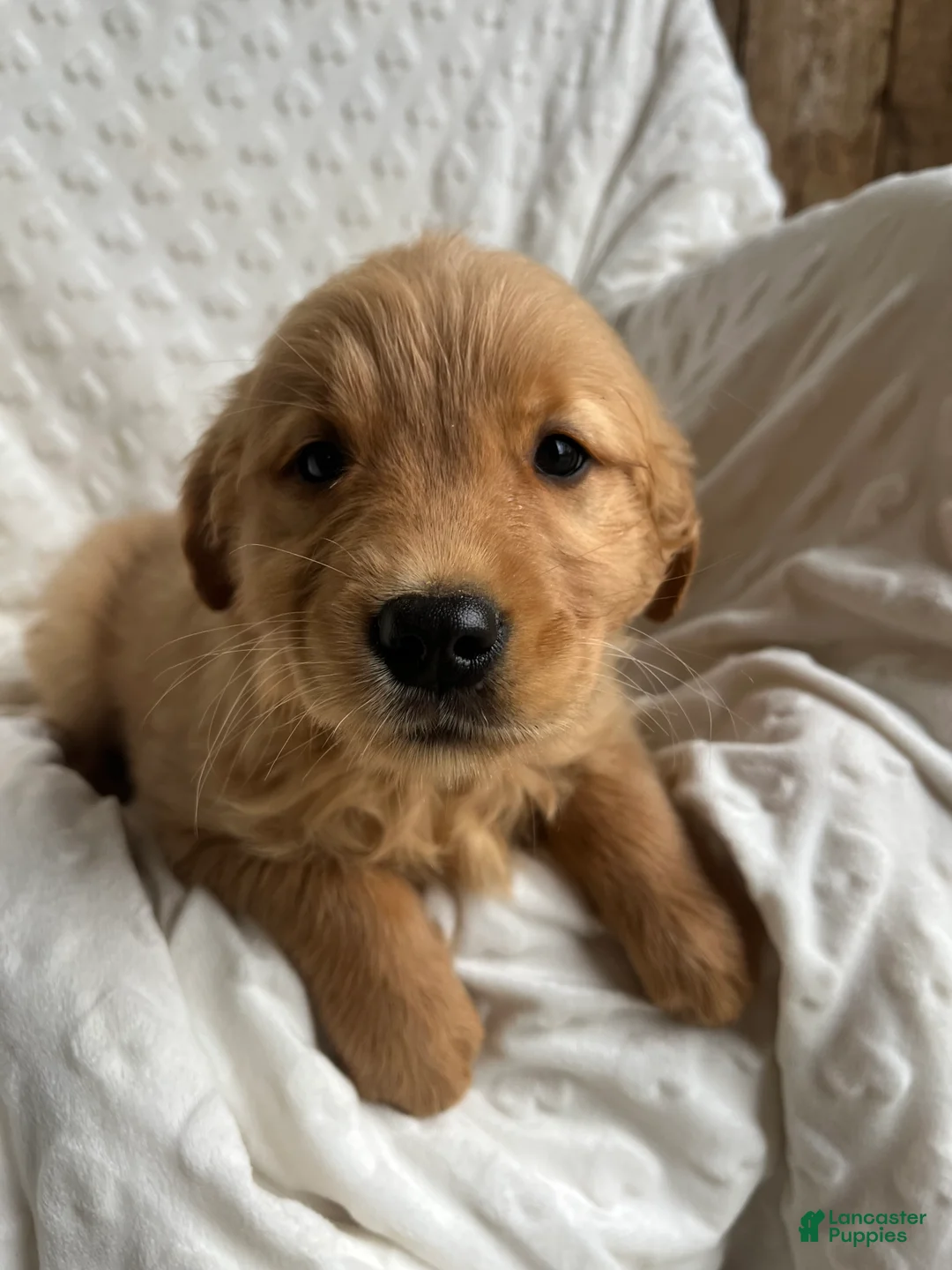 Golden Retriever dogs for sale: Golden Retriever Puppy 7 - Ad 1
