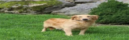 Golden Retriever dogs for sale: Trixie - Ad 13