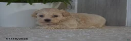 Maltipoo dogs for sale: Pearl - Ad 4