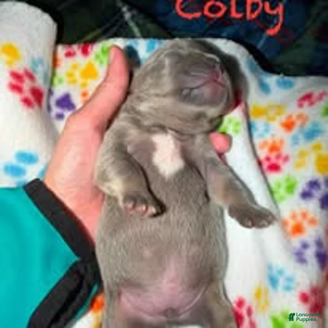 French Bulldog dogs for sale: Colby - Ad 2