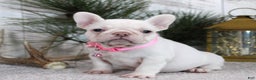French Bulldog dogs for sale: Candy - Ad 1