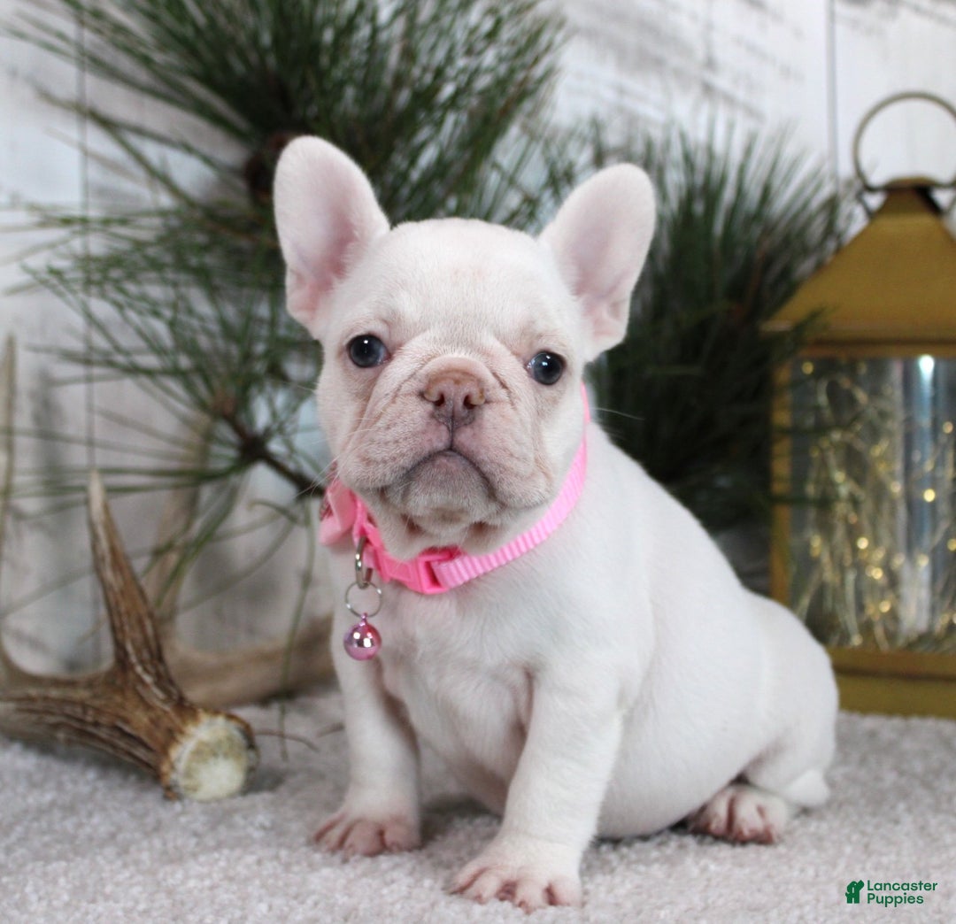 French Bulldog dogs for sale: Candy - Ad 1