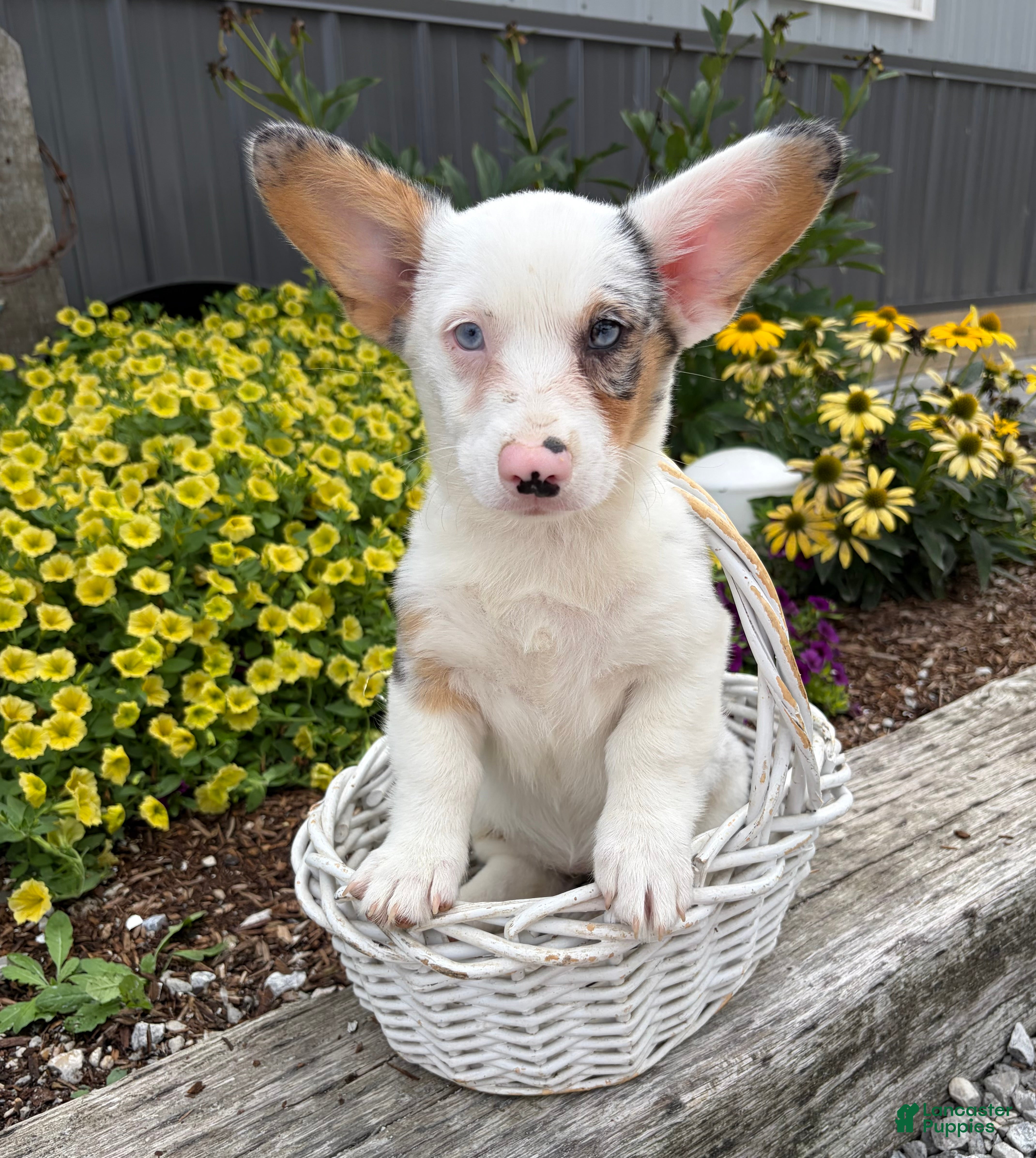 Welsh Corgi Pembroke dogs Naomi - Ad 1