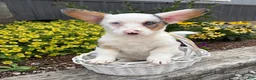 Welsh Corgi Pembroke dogs for sale: Naomi - Ad 1