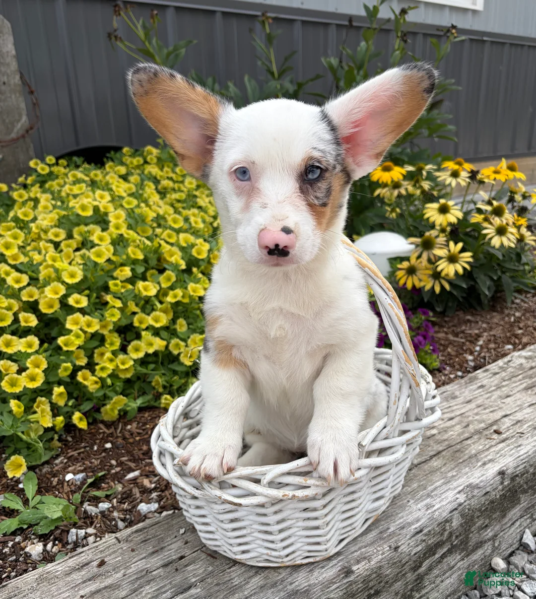 Welsh Corgi Pembroke dogs for sale: Naomi - Ad 1
