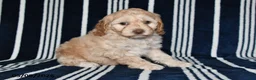 Cockapoo dogs for sale: Honey - Ad 1