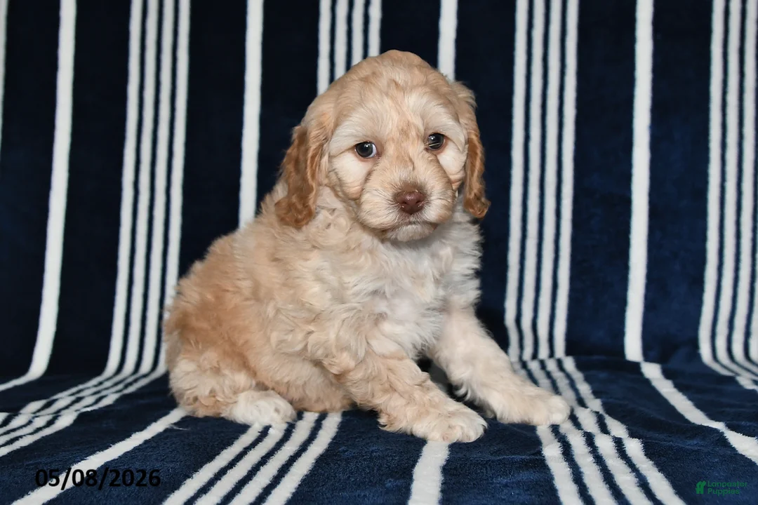 Cockapoo dogs for sale: Honey - Ad 1