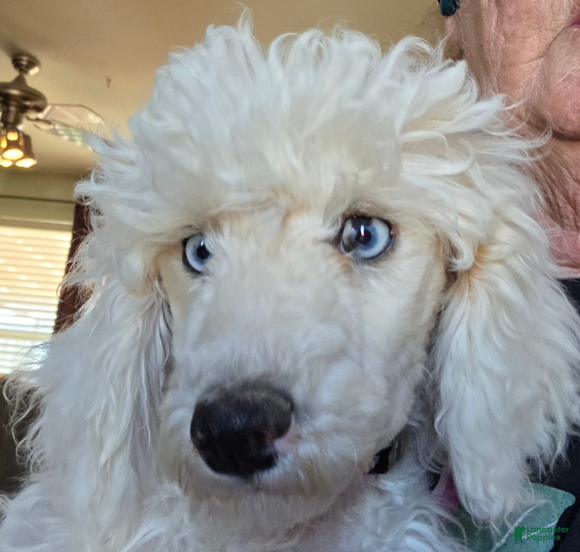 Miniature Poodle dogs Miniature Poodle Puppy 1 - Ad 2