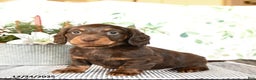 Miniature Dachshund dogs for sale: Brant - Ad 5