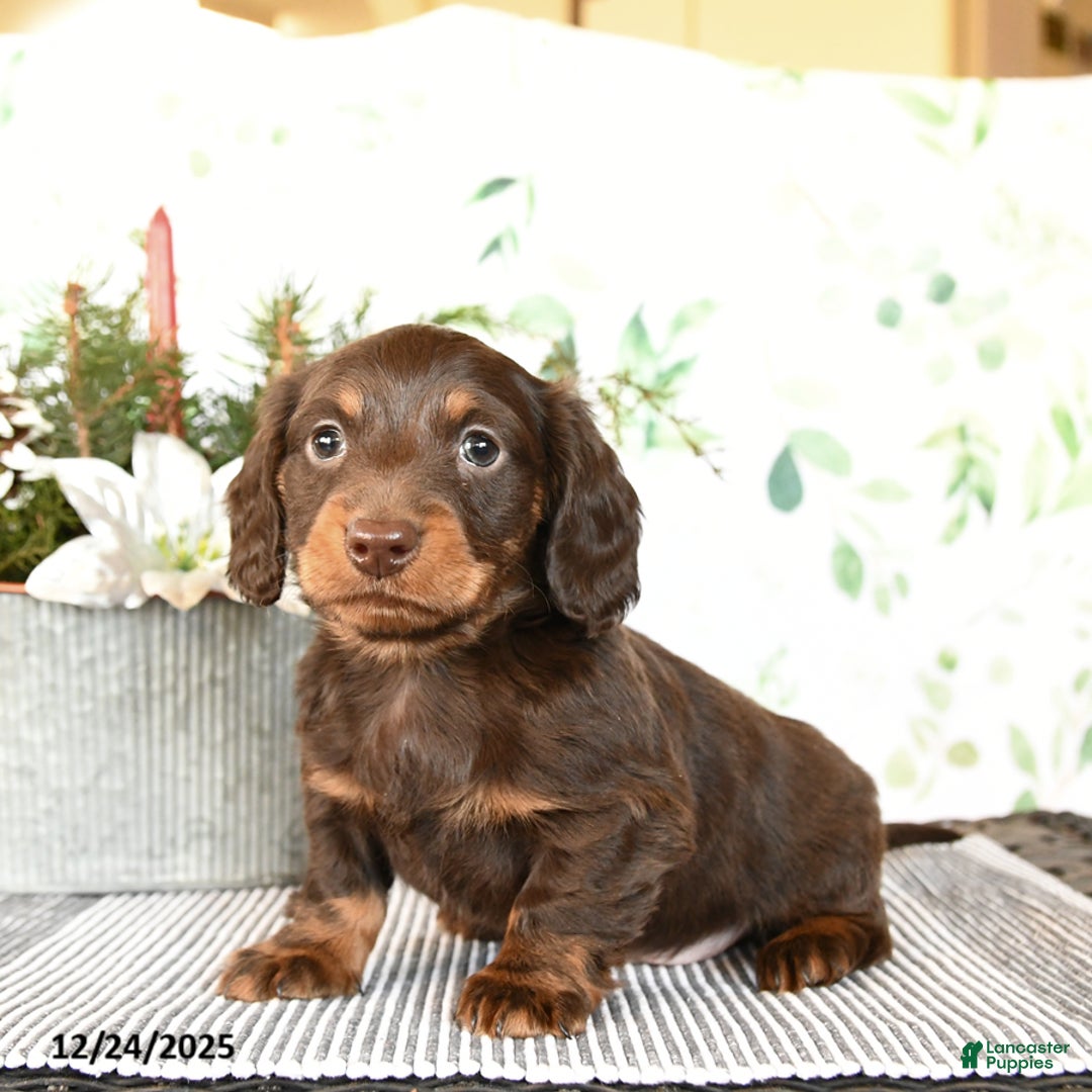 Miniature Dachshund dogs for sale: Brant - Ad 5