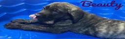 English Mastiff dogs for sale: Beauty - Ad 2