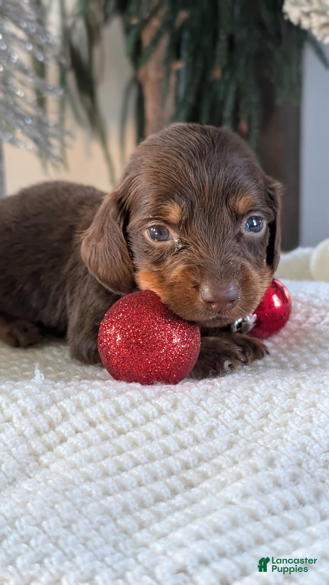 Miniature Dachshund dogs for sale: Falcon - Ad 3