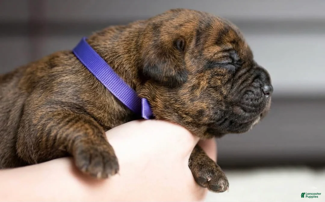 Cane Corso dogs for sale: Black Velvet Abyss Molten Ash - Ad 2