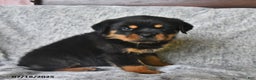 Rottweiler dogs for sale: Rain - Ad 10