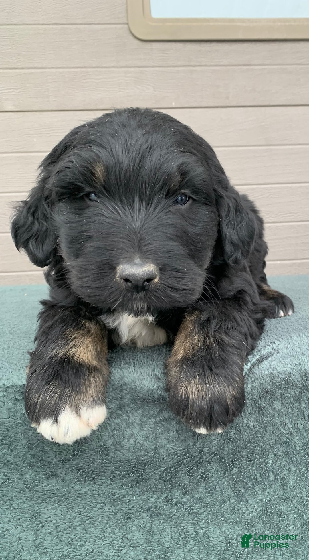 Aussiedoodle dogs for sale: Max - Ad 1