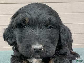 Aussiedoodle dogs Max - Ad 12
