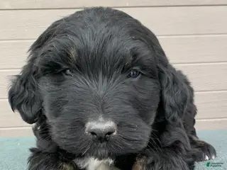 Aussiedoodle dogs Max - Ad 17