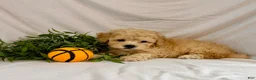 Toy Poodle dogs for sale: Kade - Ad 5