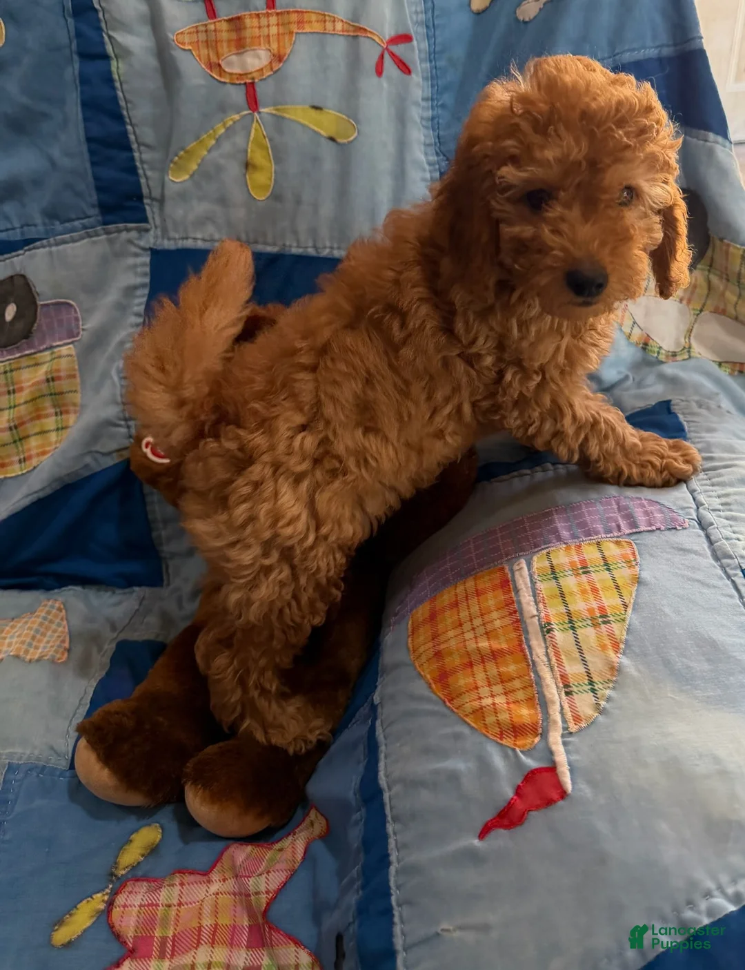 Goldendoodle dogs for sale: Rusty Petite Goldendoodle - Ad 1