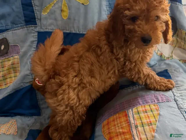 Goldendoodle dogs Rusty Petite Goldendoodle - Ad 1