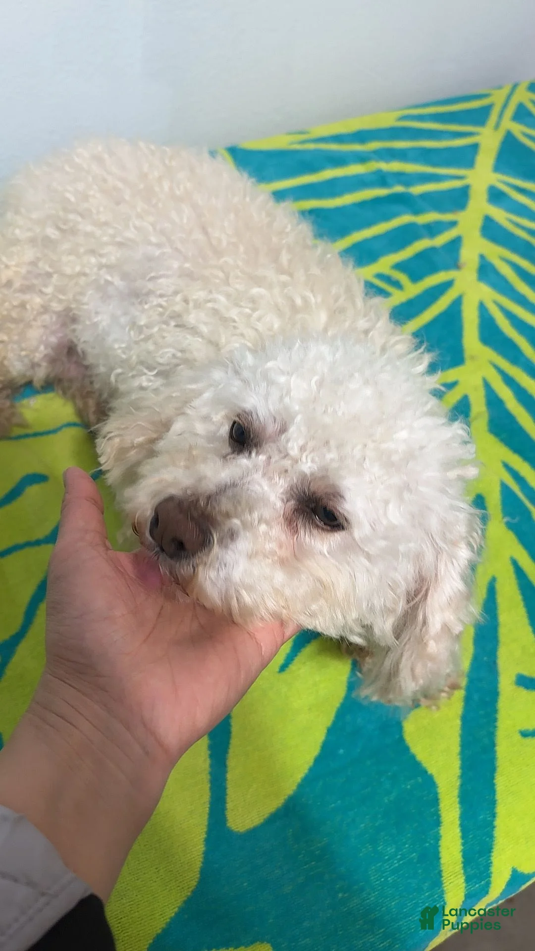 Miniature Poodle dogs for sale: Molly - Ad 2