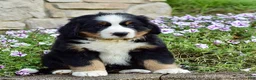 Bernese Mountain Dog dogs for sale: Mr. Barney - Ad 9