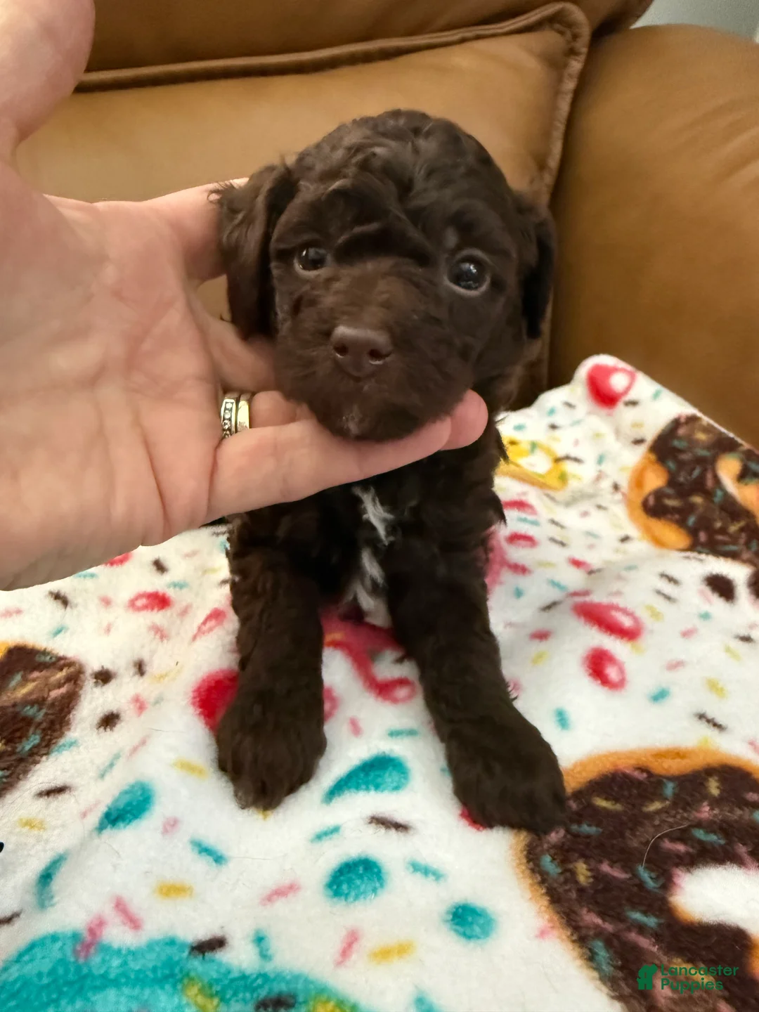 Miniature Poodle dogs for sale: KENZIE - Ad 1