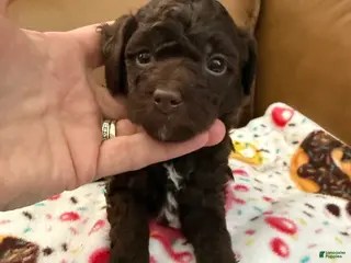 Miniature Poodle dogs for sale: KENZIE - Ad 2