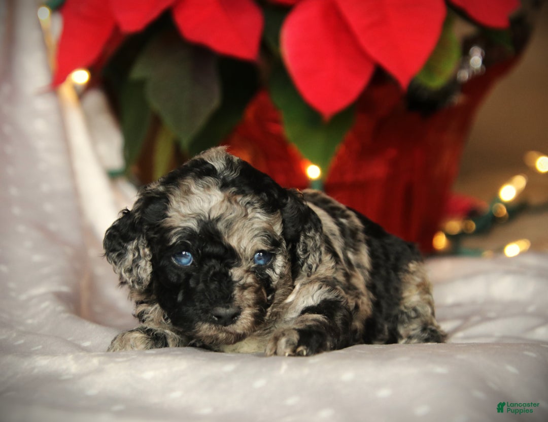 Cockapoo dogs for sale: Everleigh - Ad 9