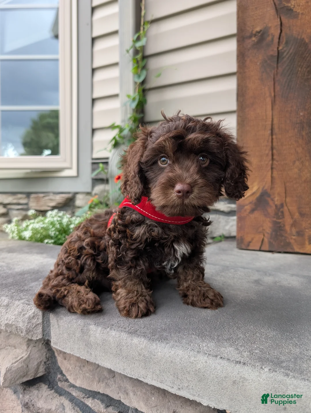 Cavapoo dogs for sale: Cody  - Ad 1
