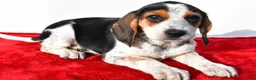 Beagle dogs for sale: Mandy - Ad 5
