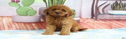 Mini Goldendoodle dogs for sale: Kali - Ad 4