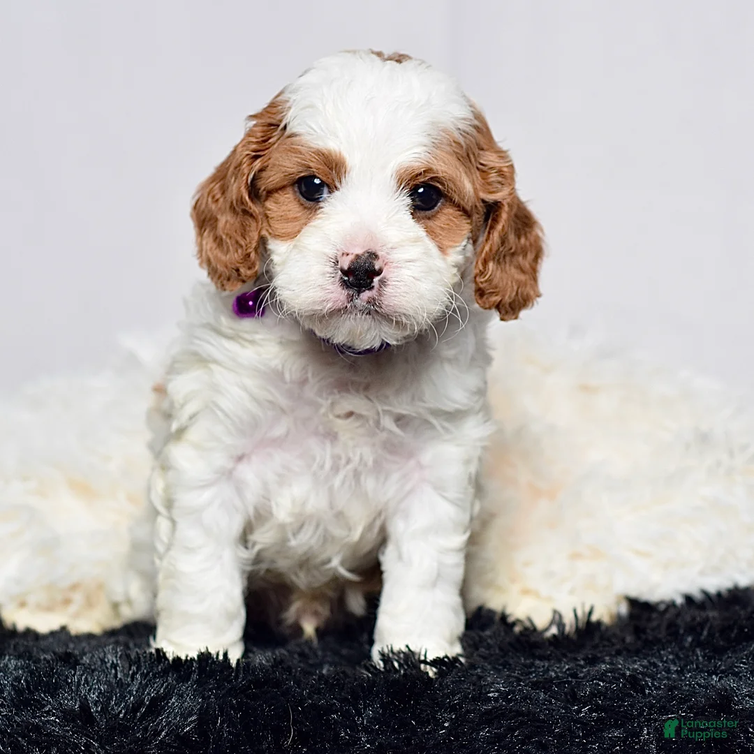 Cavapoo dogs for sale: Mr. Nemo - Ad 1