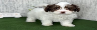 Havanese Puppy 2