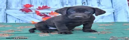 Labrador Retriever dogs for sale: Zoey - Ad 3