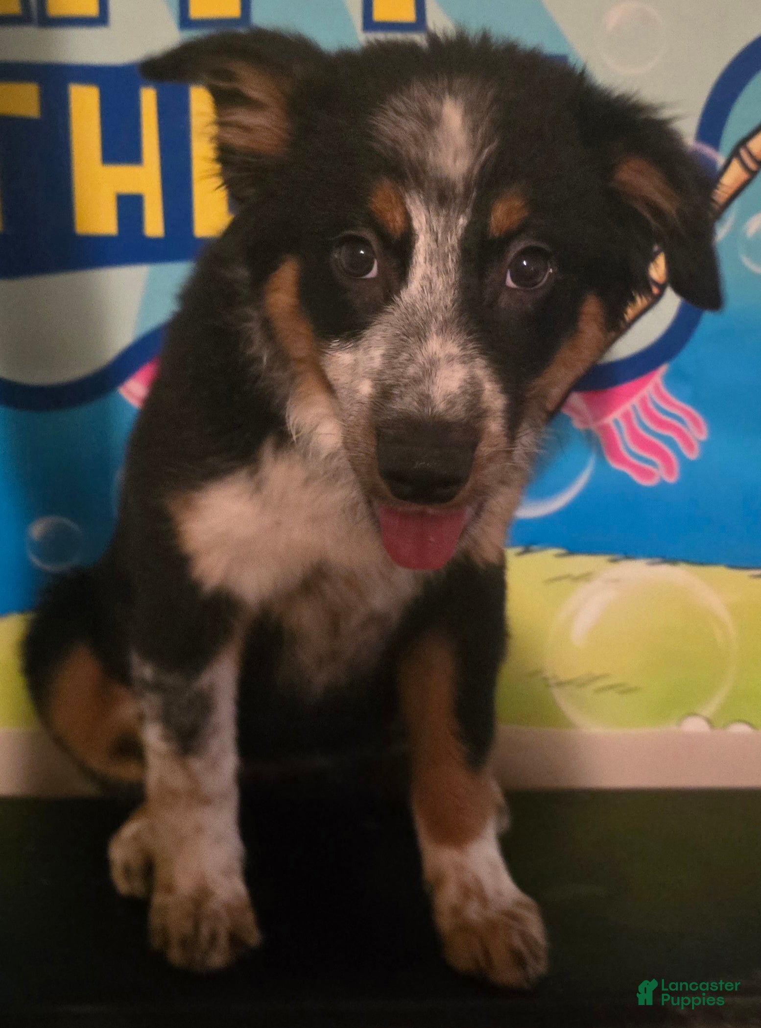 Mixed Breed dogs Female (Wendy) - Ad 10