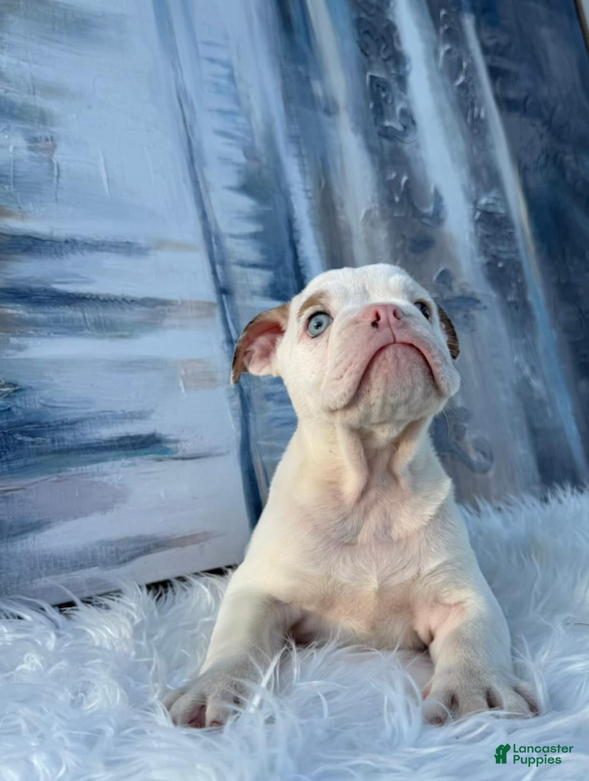 English Bulldog dogs Luna - Ad 2