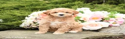 Mini Goldendoodle dogs for sale: Sherlock - Ad 5