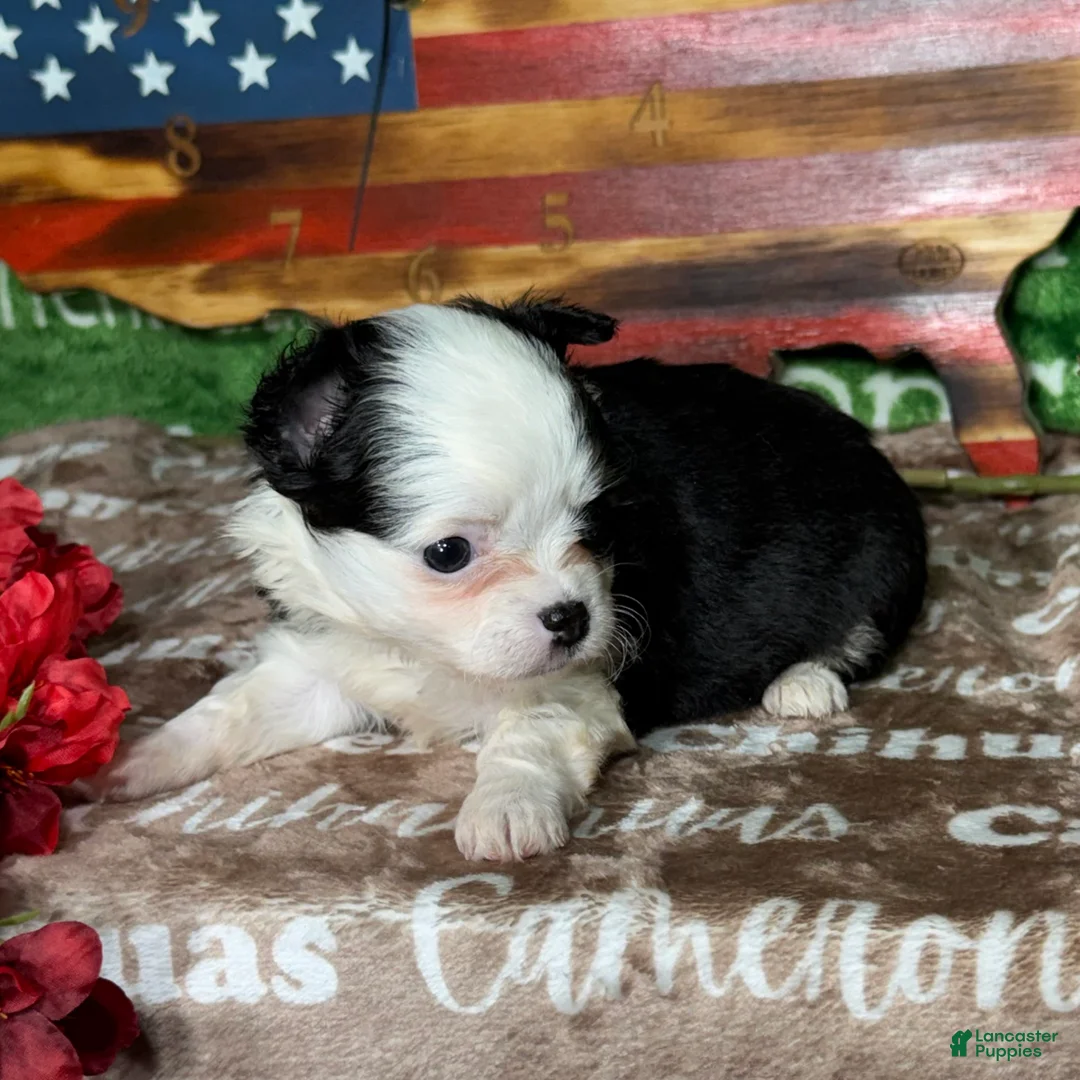 Chihuahua dogs for sale: EllieMay Long Coat  - Ad 2