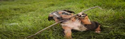 English Bulldog dogs for sale: Savannah English Bulldog  - Ad 5