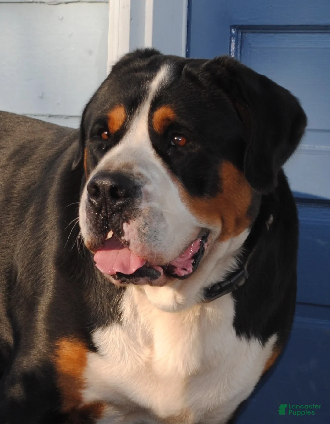Greater Swiss Mountain Dog dogs for sale: Greater Swiss Mountain Dog Puppy Abby - Ad 3